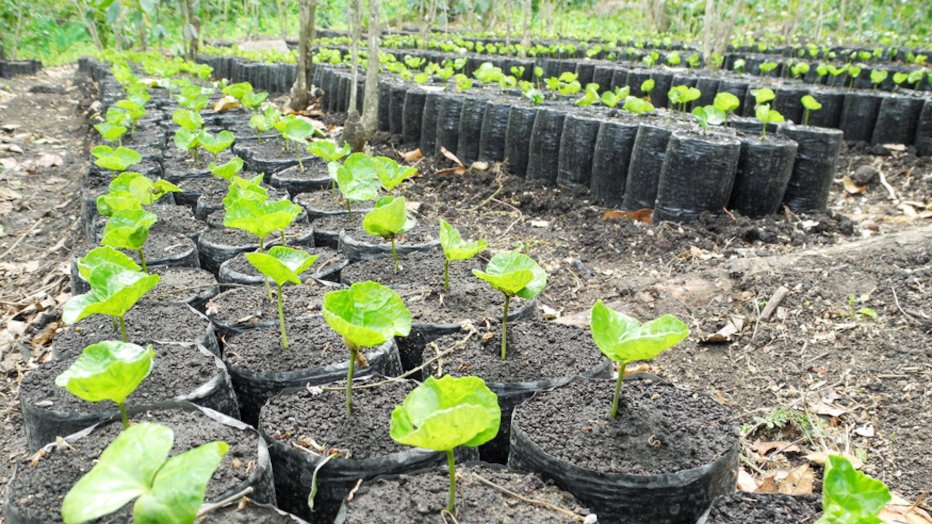 Rows of seedlings that are growing in their respective pots.