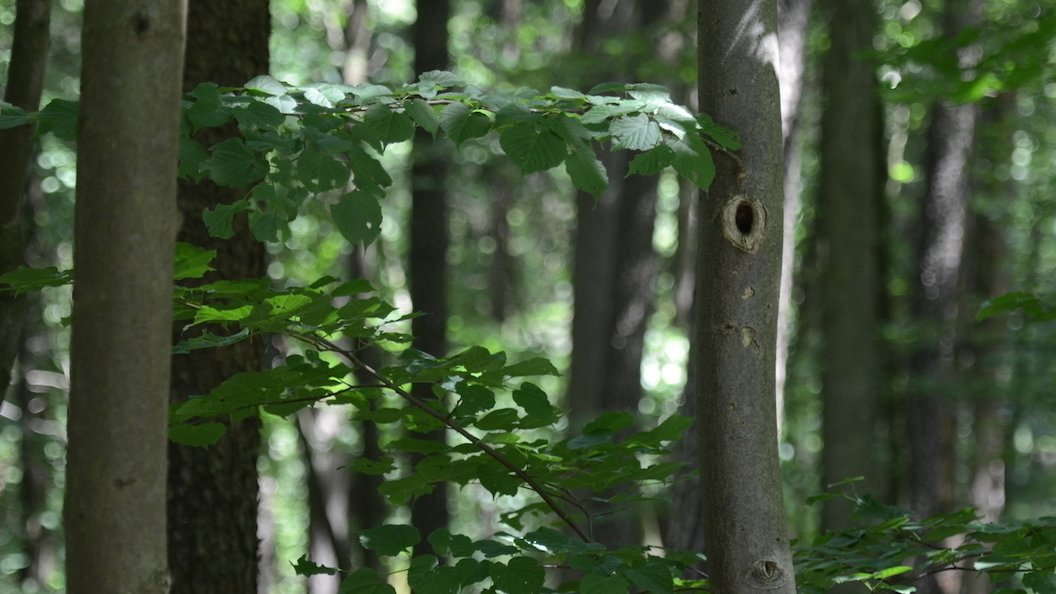 View of a forest: Wood is an economically important resource.