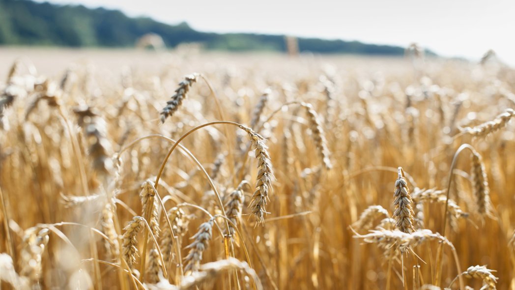 Grain cultivation is a subject of research in agricultural science.