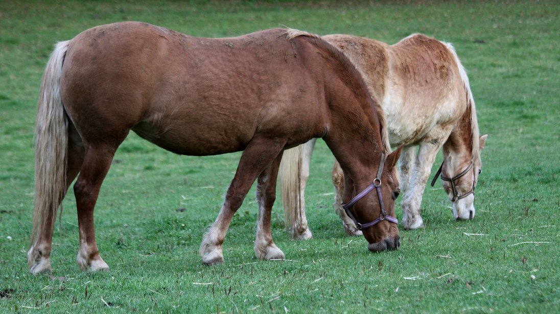 Ein braunes und ein hellbraunes Pferd grasen auf einer grünen Wiese.