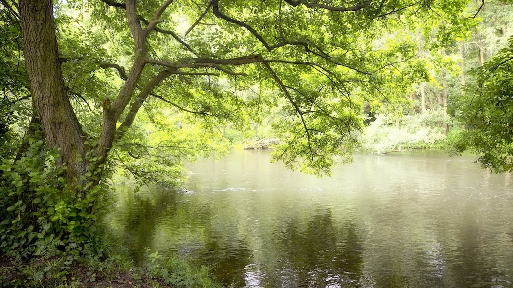 Blick auf einen Baum, dessen Äste über einen Fluss ragen.