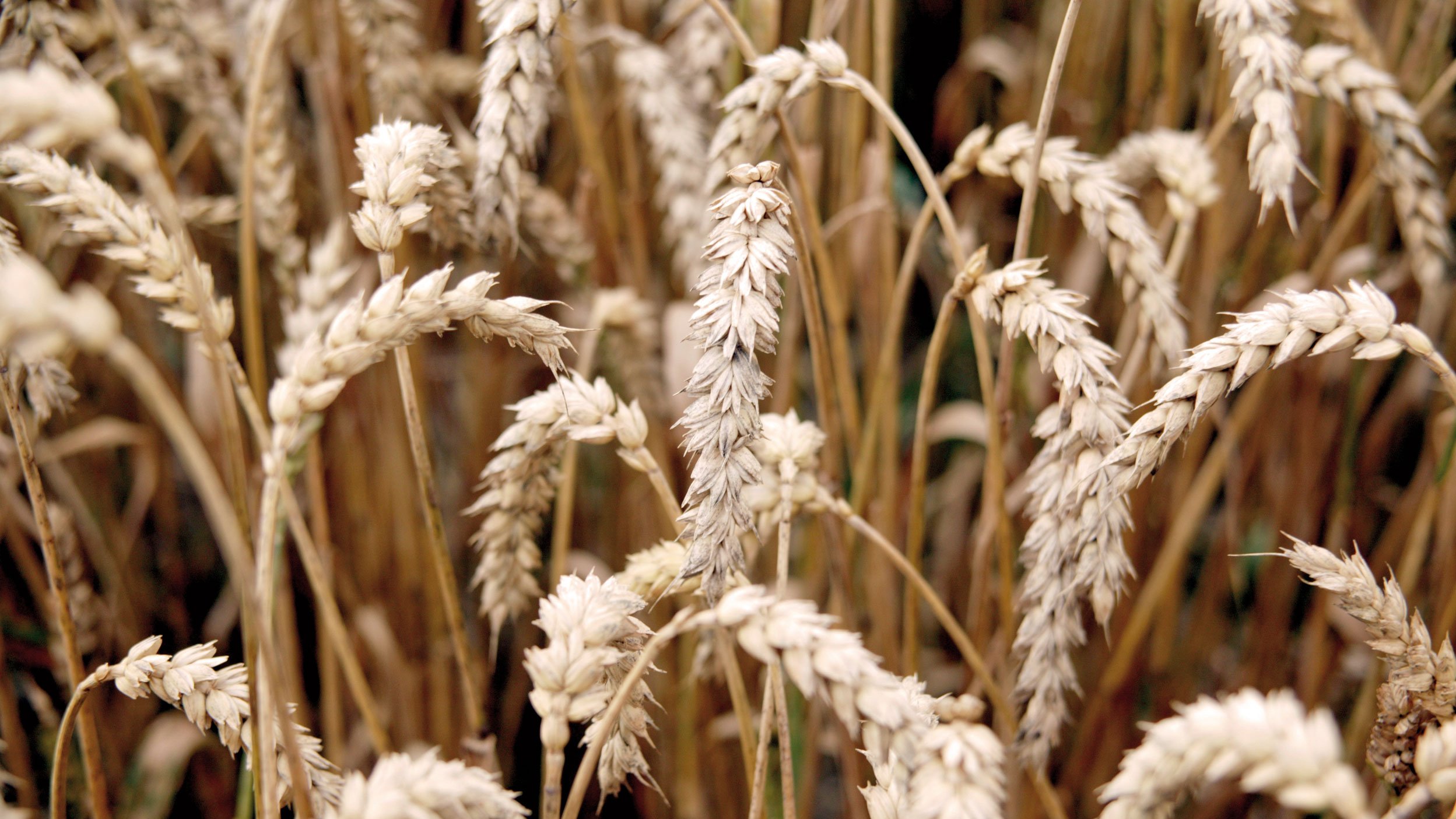 Grain (pictured here: wheat), meat, milk, wood, wine are research subjects in agricultural sciences.